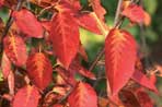 Amelanchier