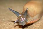Slugs and snails