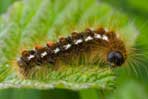 Browntail and gypsy moths