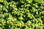 Carpinus