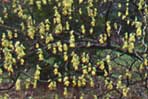 Corylopsis