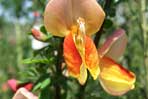 Cytisus