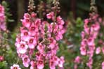 Diascia
