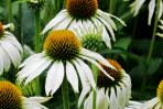 Echinacea