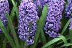 Hyacinthus