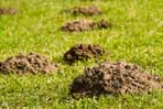 Moles