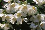 Philadelphus