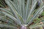 Prehistoric plants