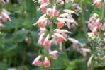 Salvia