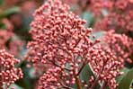 Skimmia