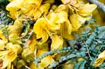 Sophora