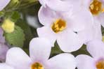 Sutera (Bacopa)