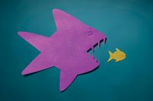Local action: Small fish struggle to compete in a big pond