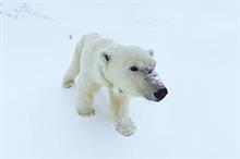 Greenpeace targets new audience with first VR app