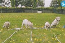 Digital campaign: The race for puppy PM