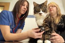 Brand Watch: PDSA