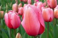 Waitrose Valentine's Day cut flower sales rise