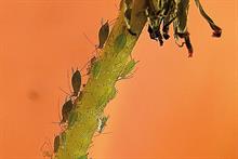 Aphids on protected ornamental crops
