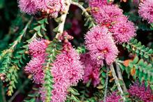 Melaleuca