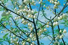 Halesia