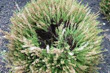 Pest & Disease Factsheet - Damping off