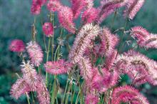 Sanguisorba