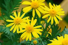 Euryops
