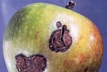 Pest & Disease Management - Scab