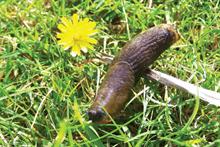 Pest & Disease Factsheet - Slugs and snails