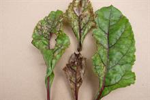 Pest & Disease Management - Downy mildews on field crops