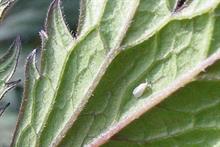 Pest & Disease Factsheet - Whiteflies