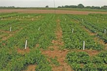 Crop protection - productive project
