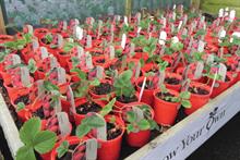 How to buy - Pots and containers