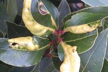 Pest & Disease Management - Leafhoppers, capsids and suckers