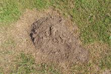 Pest & Disease Management - Moles