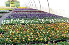 How to buy - Controlled-release fertilisers