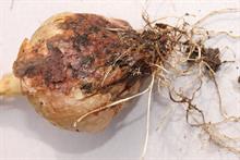 Pest & disease factsheet - Botrytis