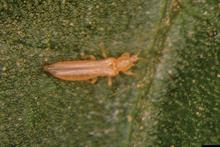 Pest & Disease Management - Thrips