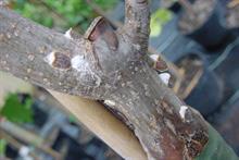 Pest & Disease Factsheet - Scale insects