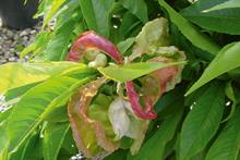 Pest & Disease Factsheet - Peach leaf curl
