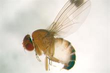 Drosophila update: where next for control research?