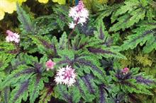 Tiarella 'Angel Wings'