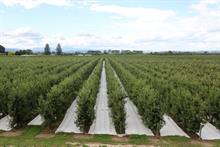 Integrated pest management in orchards "as good for biodiversity as organic"