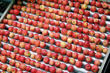 How should support for fresh-produce sector be shaped in future?