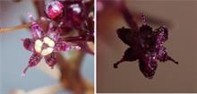 Non-photosynthesizing plant species discovered on Ishigaki island, Japan