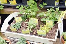 Greenest Garden Centre - Winner: B&Q
