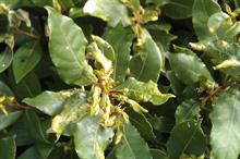 Pest and disease factsheet - Leafhoppers, capsids & suckers