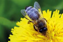 Need for supply chain clarity in wake of latest neonicotinoids study