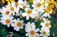 Bidens 'Moonlight'