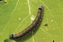 Pest & Disease Factsheet - Caterpillars